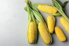 Fresh Corn Cobs Ready for Summer Cooking and Grilling