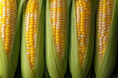 Freshly Harvested Sweet Corn Stacked in Natures Bounty