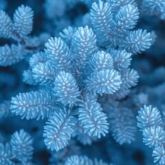 Frosty Pattern on Frosted Blue Foliage in Winter Setting