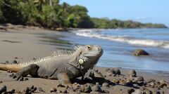 Iguana Basking on the Beach in Costa Rica