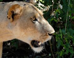 Lioness in Profile with Green Foliage Background