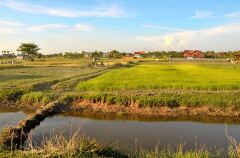 Lush Green Rice Fields Near Siem Reap in Cambodia