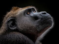 Majestic Baboon Gazes Into the Depths of Nature