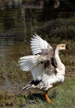 Majestic Duck Enjoying a Sunny Day Near Siem Reap