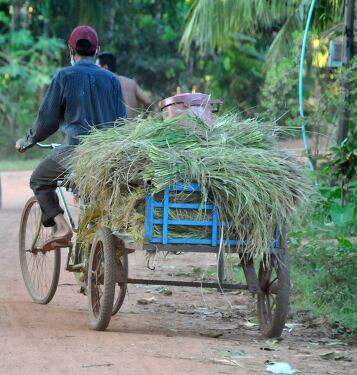 Riding Through Siem Reap With a Load of Fresh Hay