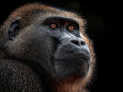 Striking Portrait of a Baboon in Serene Contemplation