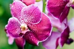 Stunning purple orchids blooming in Singapore garden