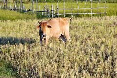 Tranquil Morning in Siem Reaps Rice Fields With Cows