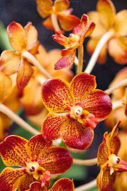 Vibrant orchids at Singapore Botanical Garden