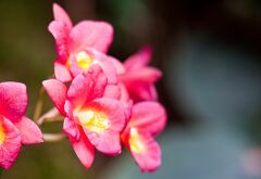 Vibrant pink and yellow orchids bloom in Singapore