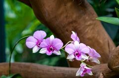 Vibrant purple and white orchids in Singapore garden