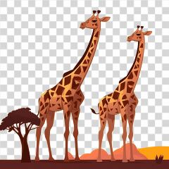 Playful Giraffes Standing in African Savanna Landscape