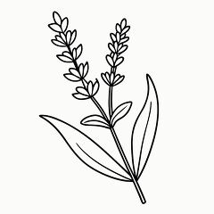 Printable Black Outline of a Lavender Sprig