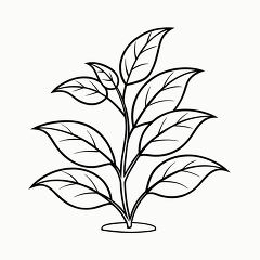 Printable Black Outline of a Tea Plant for Coloring