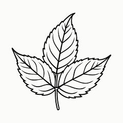 Printable Black Outline of Neem Leaf Design for Coloring