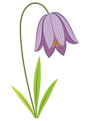 purple bell shaped spring flower illustration