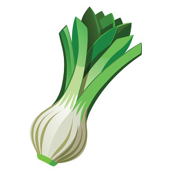 realistic leek on white background illustration