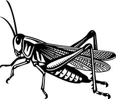 simple grasshopper side view silhouette