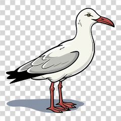 Simple Illustration of a Seagull Standing on the Ground