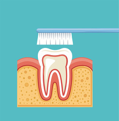 Tooth Brushing Cross Section Diagram