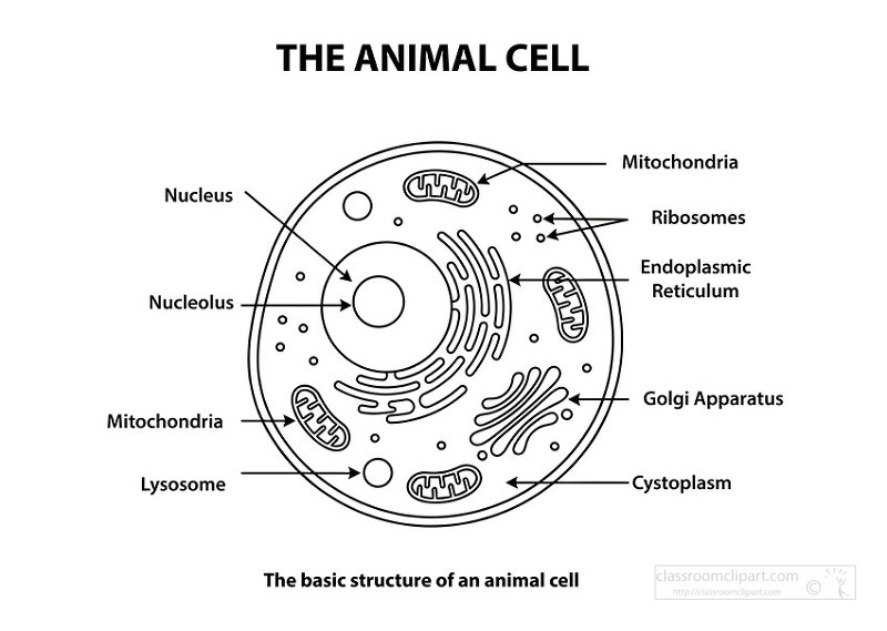 Simple black and white diagram of an animal cell with labeled organelles for science study