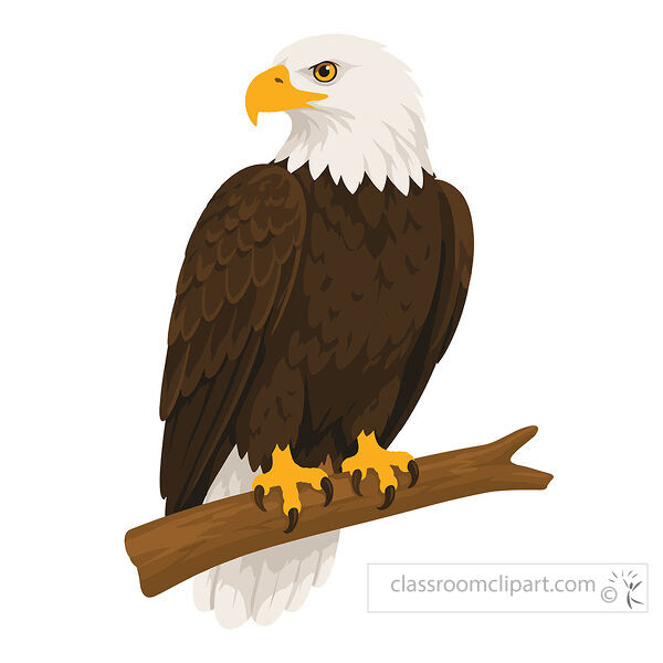 Bald eagle with a white head brown body yellow beak and yellow talons perched on a wooden branch