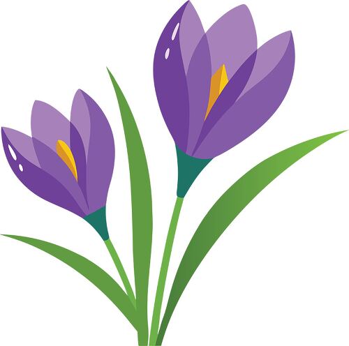 Two wet crocus flowers display vibrant colors on white