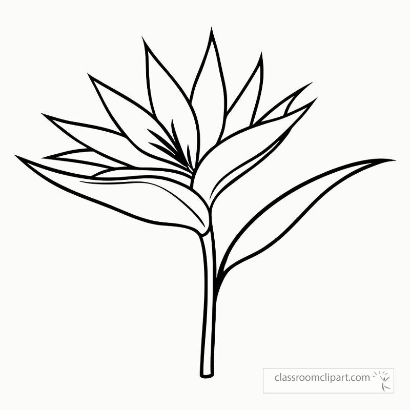 This black outline design features a bird of paradise plant with its distinctive shapes and details. Ideal for coloring or crafting projects it showcases the beauty of nature.