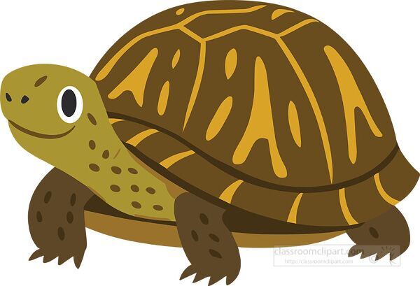 Simple cartoon illustration of a box turtle with a brown and yellow patterned shell designed for animal education and classroom projects.