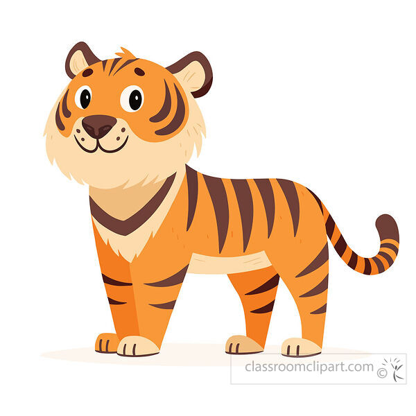Orange tiger stands in side view with cream cheeks dark stripes round eyes and a curled striped tail