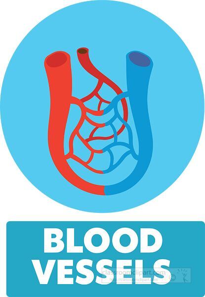 Simple educational clipart showing blood vessels with arteries and veins for biology lessons