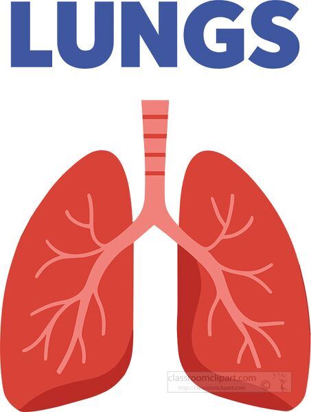 Simplified educational clipart showing cartoon lungs for biology science and health education