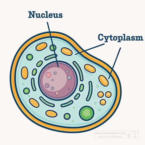 Biology diagram showing cell structure with nucleus and cytoplasm labels for classroom learning