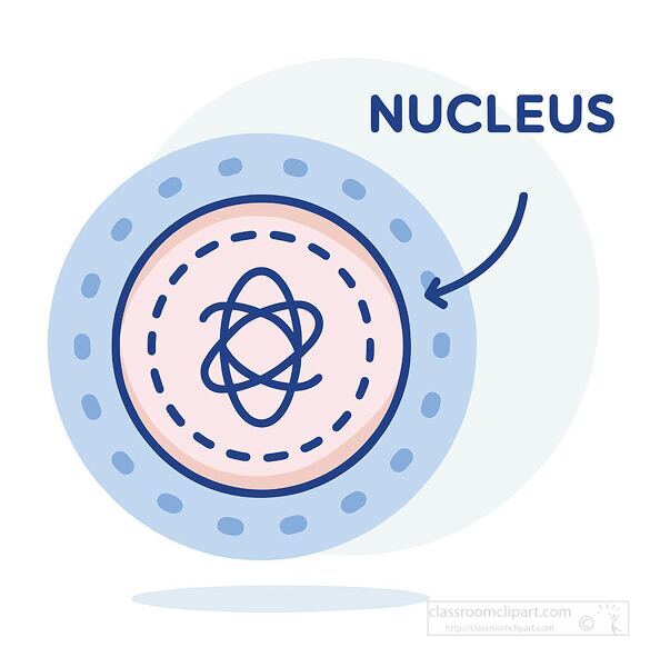 Scientific diagram of a cell highlighting the nucleus for biology and science education