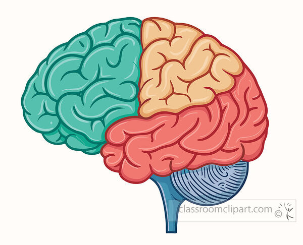 Colorful human brain with divided sections shown in a simple educational style