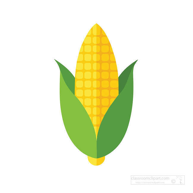 Corn cob clipart with yellow kernels and green husk leaves in a simple flat vegetable style