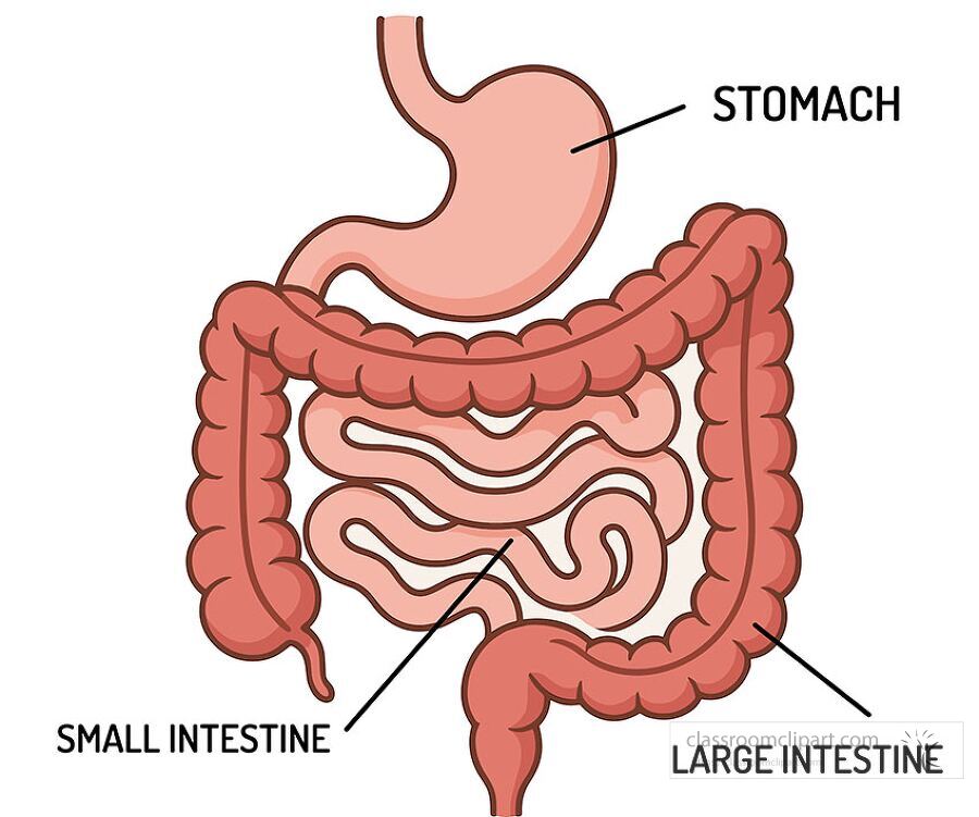 educational diagram of the human digestive system labeled with stomach small intestine and large intestine