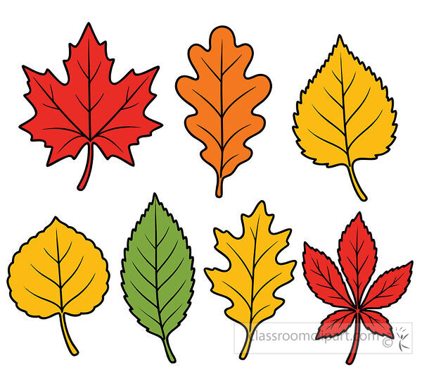 Collection of red orange yellow and green fall leaves including maple oak birch and other leaf shapes