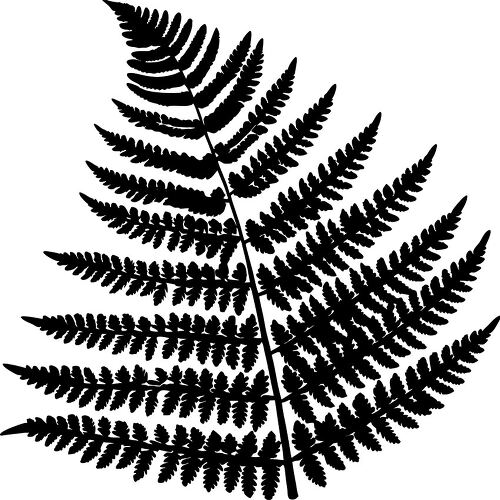 Silhouette of a fern leaf  showing details and shapes