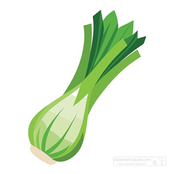 fresh green leek vegetable with white bulb base and layered green leaves drawn in vector style