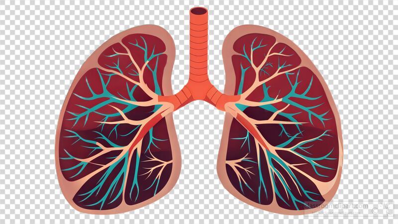 This high resolution scan showcases the complex bronchial and vascular structures of a human lung highlighting the intricate network crucial for respiration and health