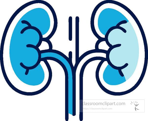 Detailed kidney icon showcasing anatomy and biological features