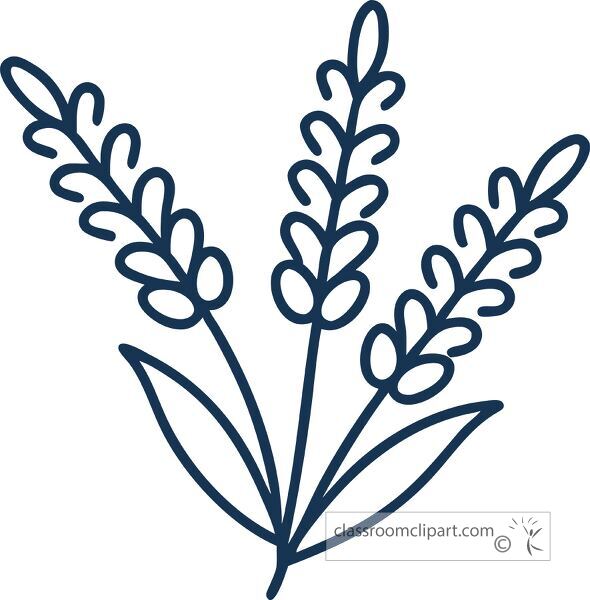 simple line drawing of lavender flowers