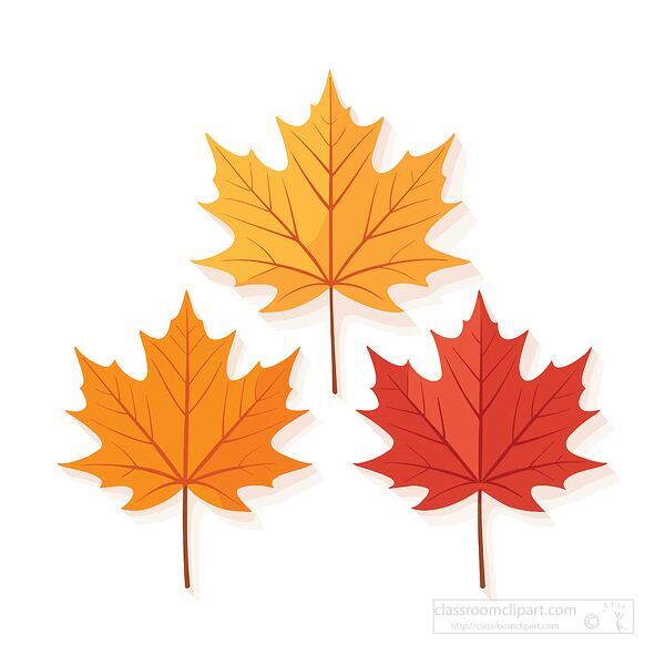 Vector illustration of three maple leaves in autumn shades of orange yellow and red. Useful for fall season projects, art lessons, and classroom displays