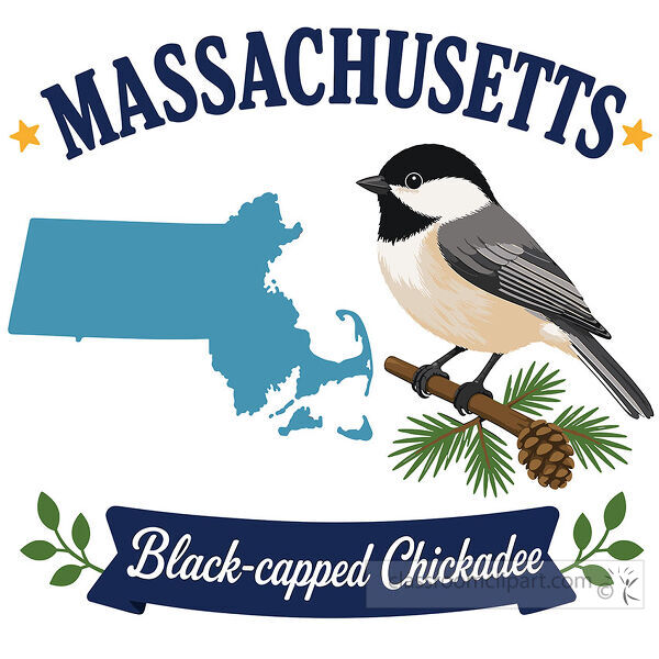 Massachusetts state bird image with a blue state map a black capped chickadee a pine branch and a blue name banner