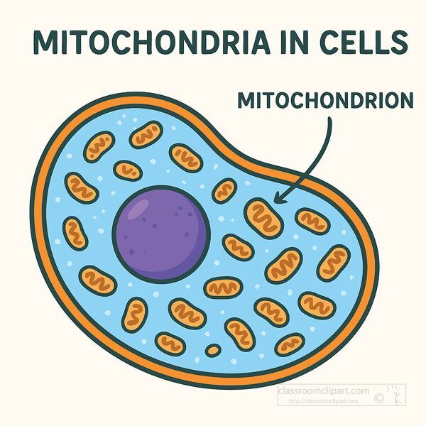 Detailed cell diagram highlighting mitochondria for biology and science learning activities