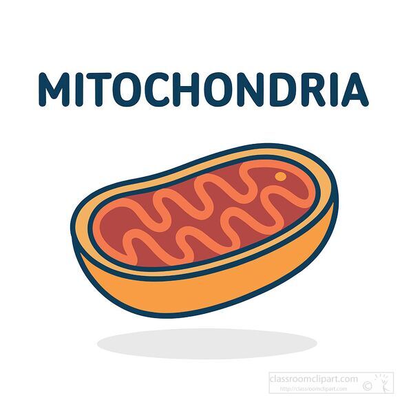 Diagram of mitochondria showing internal structure for biology and science education