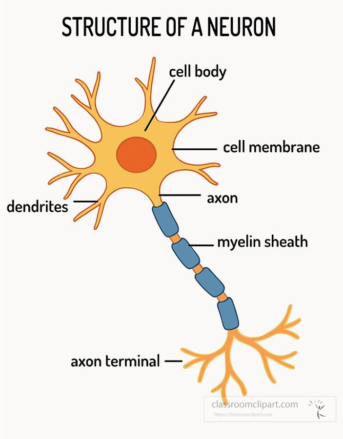 educational illustration of a neuron cell showing dendrites axon and cell body used for teaching the nervous system