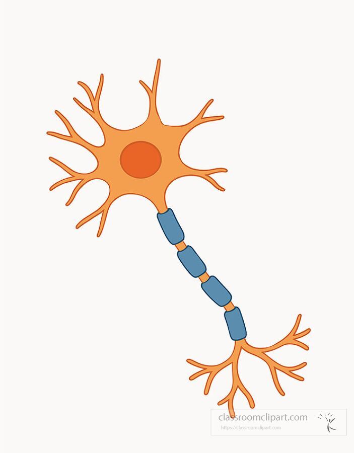 Unlabeled educational illustration of a neuron cell showing dendrites axon and cell body used for teaching the nervous system