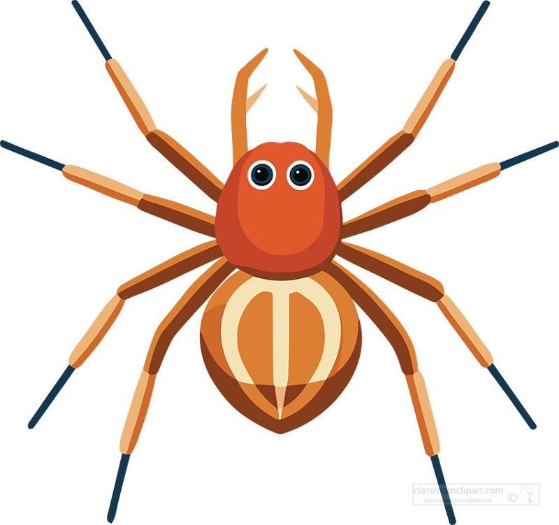 Detailed top view of orange spider with large eyes and striped body